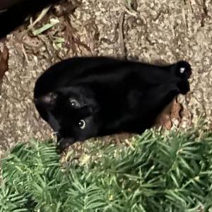 Image of Blackie, Lost Cat