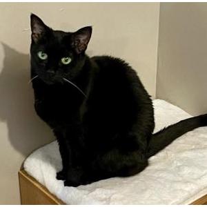 Lost Cat Sugah
