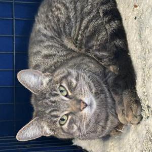 Image of Unknown, Found Cat