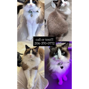 Lost Cat Mochi