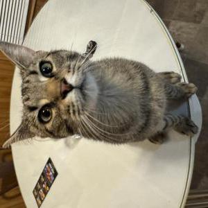 Image of Chotchki, Lost Cat