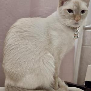 Lost Cat Dolce