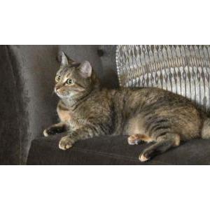 Image of Puddles, Lost Cat