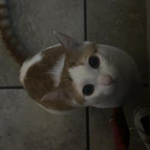 Lost Cat Melón
