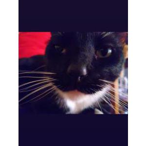 Image of Mushi, Lost Cat