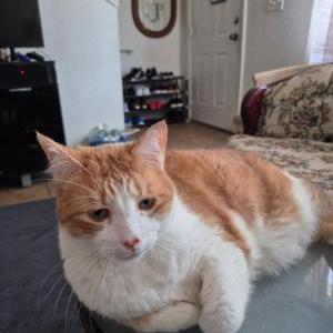 Lost Cat Mickey