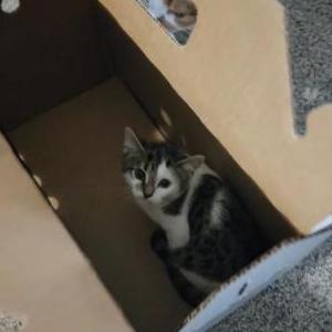 Lost Cat Mittens
