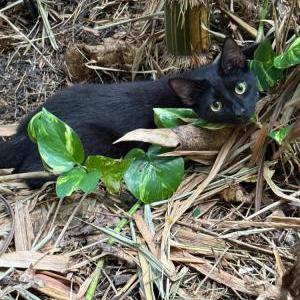 Lost Cat Oli