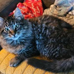 Lost Cat Pepper