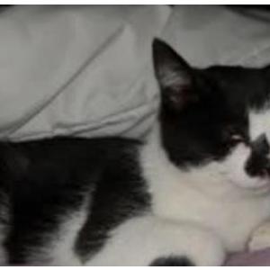 Image of SPOT, Lost Cat
