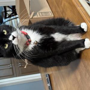 Image of Minnie, Lost Cat
