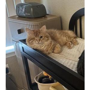 Lost Cat Leo