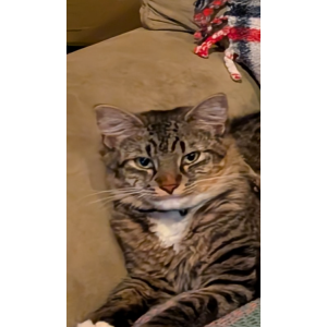 Lost Cat John Cougar
