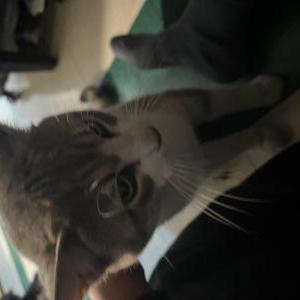 Found Cat Unknown