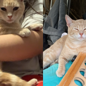 Lost Cat Timmy