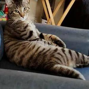 Lost Cat Loki