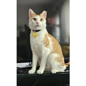 Image of Fish Filet, Lost Cat