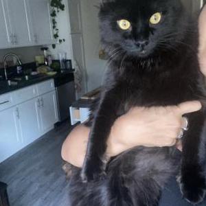 Image of Binx, Lost Cat