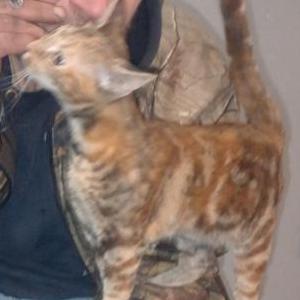 Lost Cat Keikei