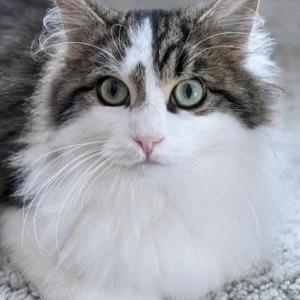 Lost Cat Jonah