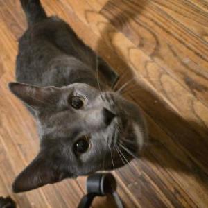 Image of Unknown, Found Cat