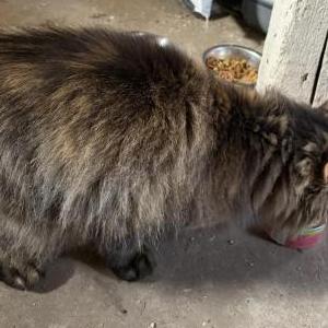 Image of unknown, Found Cat
