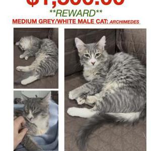 Image of Archimedes, Lost Cat