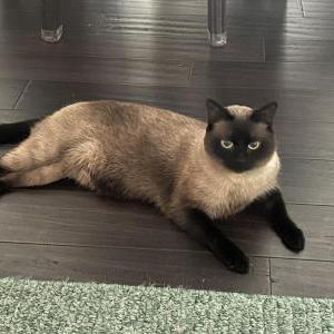 Lost Cat Mochi