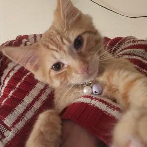 Lost Cat Chamily