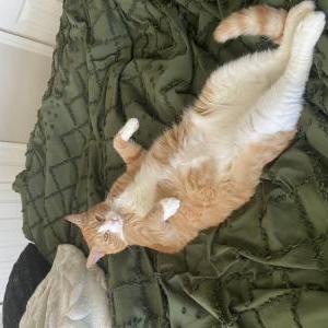 Lost Cat Mylo
