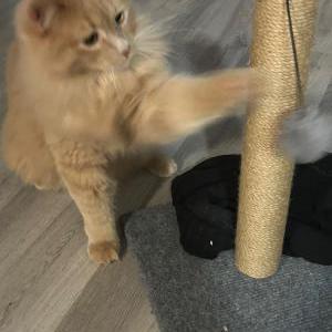 Lost Cat Olaf