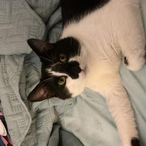 Image of Casper, Lost Cat