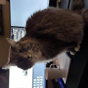 Lost Cat Theo