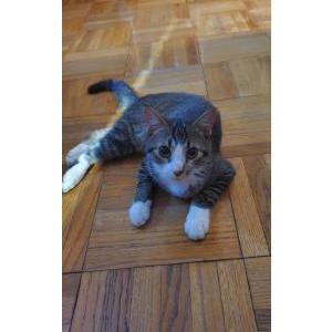 Image of Lalo, Lost Cat