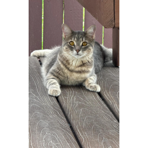 Image of Ginger, Lost Cat