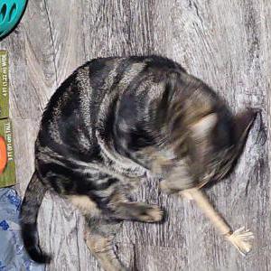 Lost Cat Hermes