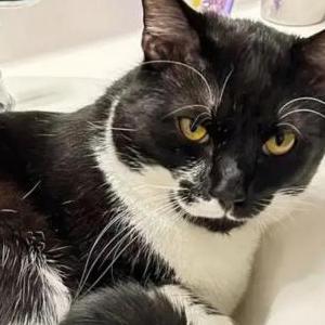 Lost Cat Sylvester
