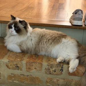 Lost Cat Sadie