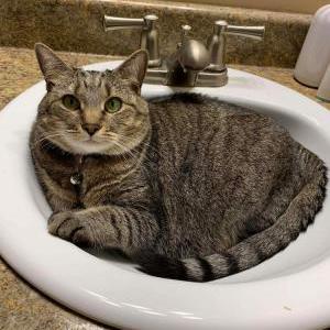 Lost Cat Tiara