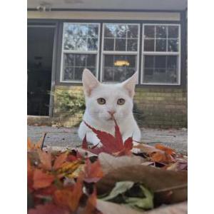 Image of Pancho, Lost Cat