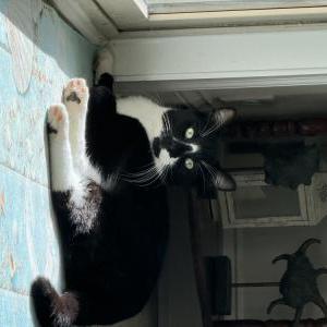 Lost Cat Sabel
