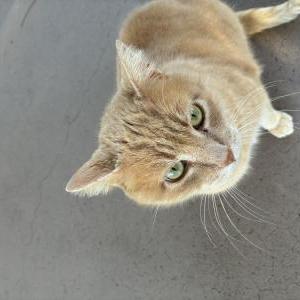 Image of MoMo, Lost Cat