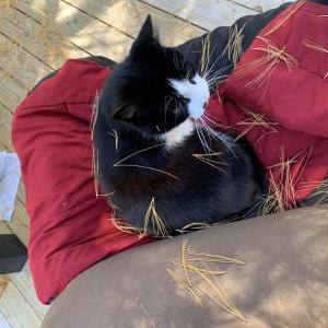 Image of Bugger, Lost Cat