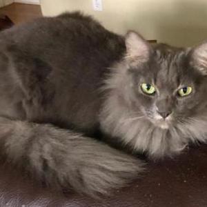 Lost Cat Curly