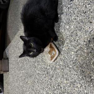 Image of Unknown, Found Cat