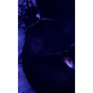 Image of Peebee, Lost Cat