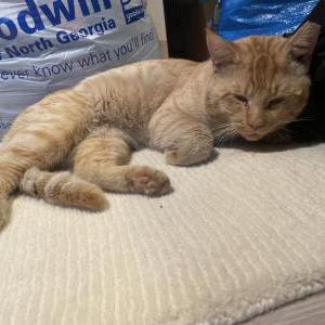 Found Cat Unknown