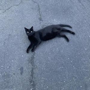 Image of Stanley, Lost Cat