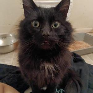 Found Cat Unknown