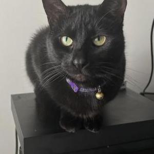 Lost Cat Binx